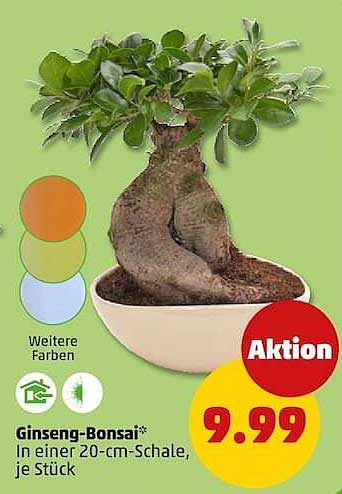 Ginseng-Bonsai* In einer 20-cm-Schale, je Stück