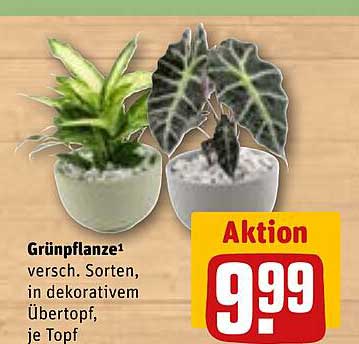 Grünpflanze¹