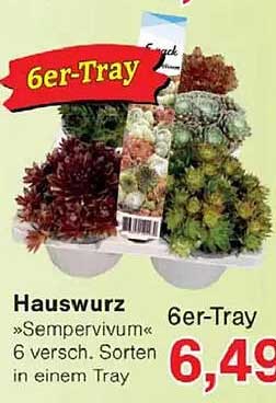Hauswurz »Sempervivum« 6 versch. Sorten in einem Tray 6er-Tray