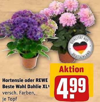 Hortensie oder REWE Beste Wahl Dahlie XL¹ versch. Farben, je Topf