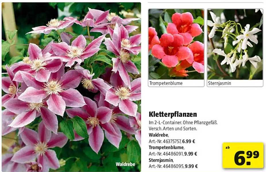 Kletterpflanzen