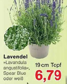 Lavendel »Lavandula angustifolia«, Spear Blue oder weiß 19 cm Topf