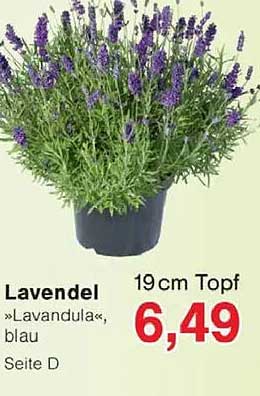 Lavendel »Lavandula«, blau 19cm Topf