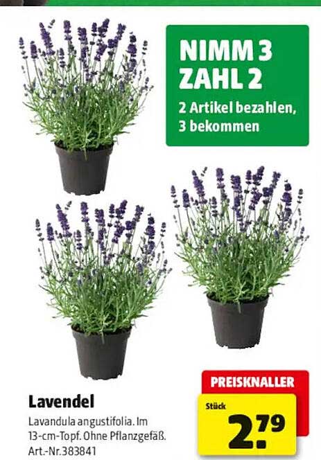 Lavendel