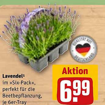 Lavendel¹ im »Six-Pack«, perfekt für die Beetbepflanzung, je 6er-Tray