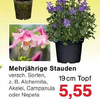 Mehrjährige Stauden