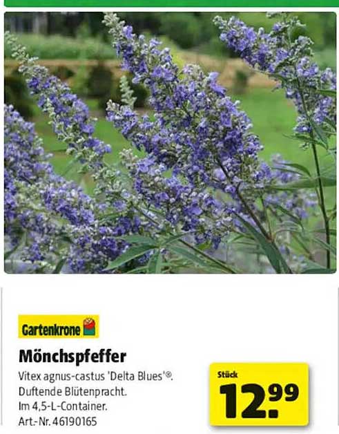 Mönchspfeffer