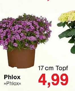Phlox »Phlox«