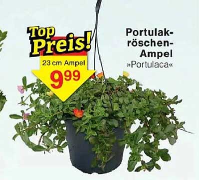 Portulakröschen-Ampel »Portulaca«