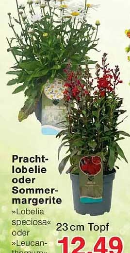 Pracht-lobelie oder Sommer-margerite