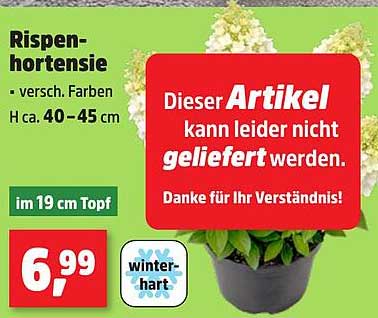 Rispen-hortensie