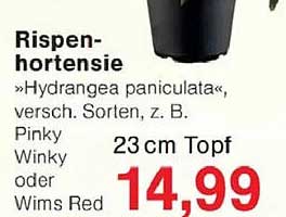 Rispenhortensie