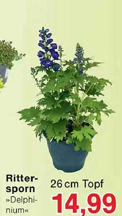 Rittersporn »Delphinium« 26 cm Topf