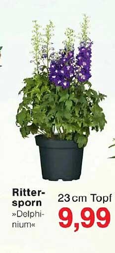 Rittersporn »Delphinium«