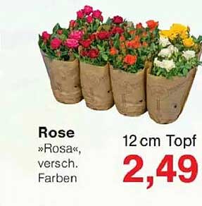 Rose »Rosa«, versch. Farben