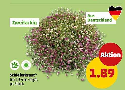 Schleierkraut*