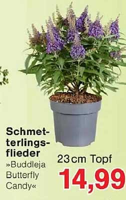 Schmetterlingsflieder »Buddleja Butterfly Candy«