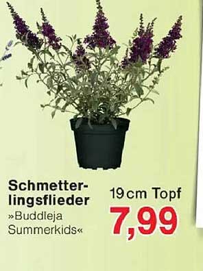 Schmetterlingsflieder »Buddleja Summerkids« 19cm Topf