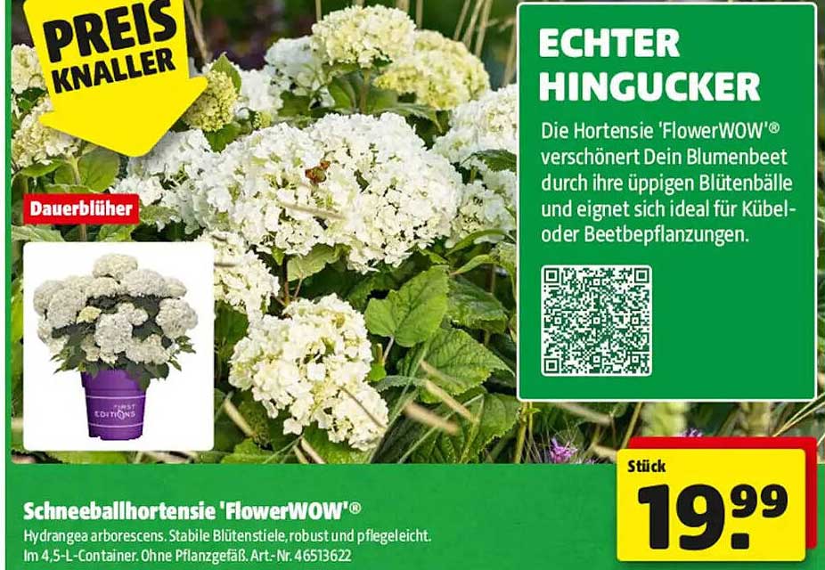 Schneeballhortensie 'FlowerWOW'®