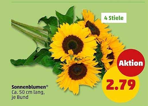 Sonnenblumen* Ca. 50 cm lang, je Bund