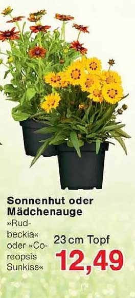 Sonnenhut oder Mädchenauge »Rudbeckia« oder »Coreopsis Sunkiss« 23 cm Topf