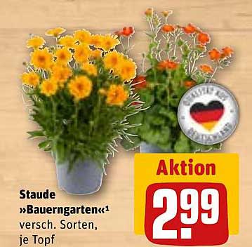 Staude »Bauerngarten«1 versch. Sorten, je Topf