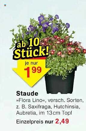 Staude »Flora Lino«, versch. Sorten, z. B. Saxifraga, Hutchinsia, Aubretia, im 13cm Topf