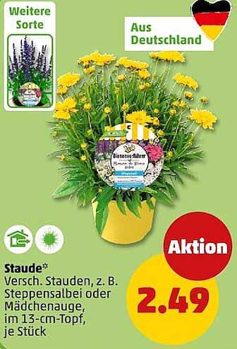 Staude* Versch. Stauden, z. B. Steppensalbei oder Mädchenauge, im 13-cm-Topf, je Stück
