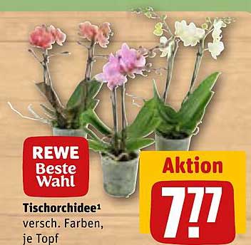 Tischorchidee¹ versch. Farben, je Topf