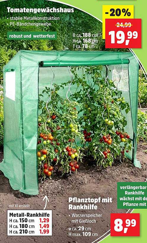 Tomatengewächshaus