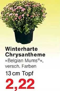 Winterharte Chrysantheme »Belgian Mums«