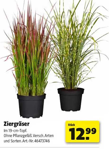 Ziergräser