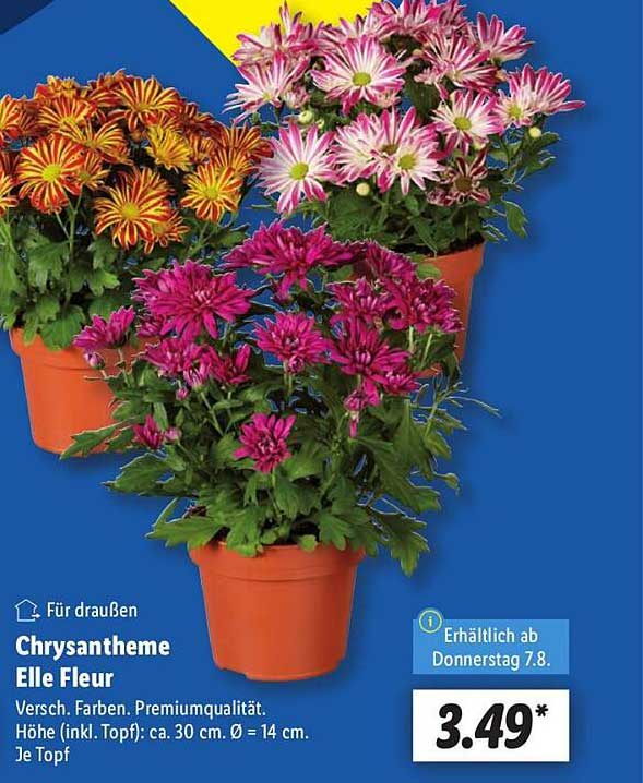 Chrysantheme Elle Fleur - Verschiedene Farben, Premiumqualität