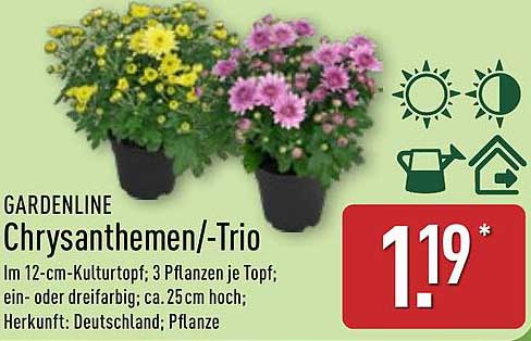 GARDENLINE Chrysanthemen-Trio