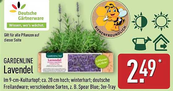 GARDENLINE Lavendel im 9-cm-Kulturtopf
