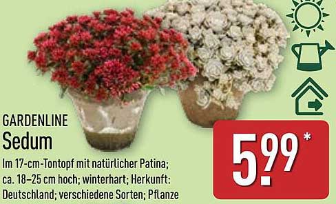 GARDENLINE Sedum - Winterharte Pflanzen im Tontopf