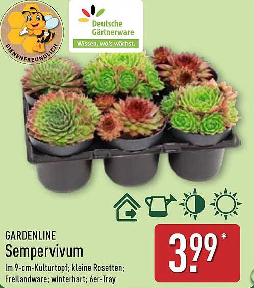 GARDENLINE Sempervivum im 6er-Tray