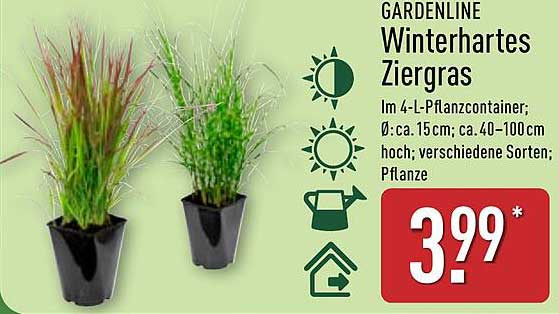 GARDENLINE Winterhartes Ziergras im 4-L-Pflanzcontainer