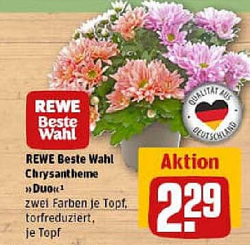 REWE Beste Wahl Chrysantheme »Duo«