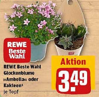 REWE Beste Wahl Glockenblume »Ambellac« oder Kakteen je Topf