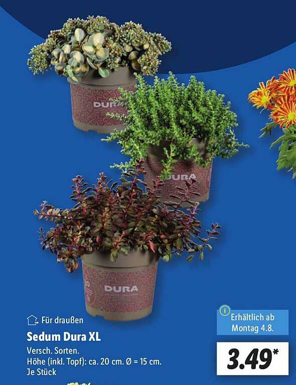 Sedum Dura XL – Verschiedene Sorten für den Garten