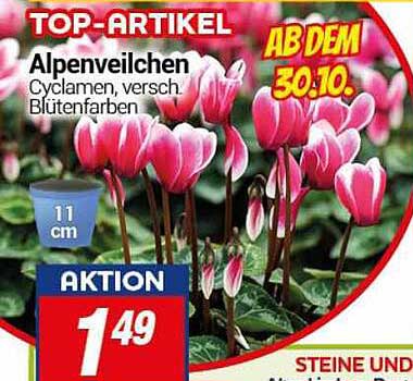 Alpenveilchen - Cyclamen, verschiedene Blütenfarben