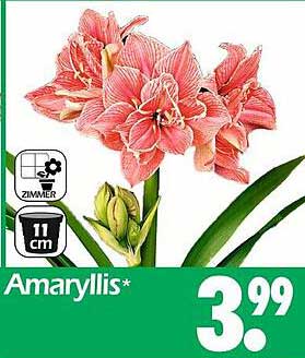 Amaryllis Zimmerpflanze 11 cm