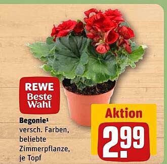 Begonie - beliebte Zimmerpflanze, verschiedene Farben, je Topf