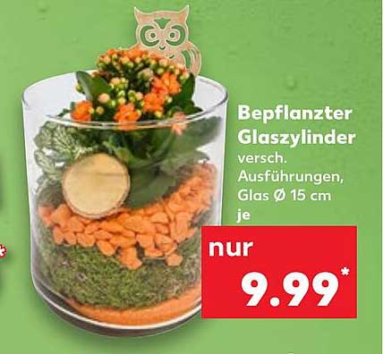 Bepflanzter Glaszylinder - verschiedene Ausführungen, Glas Ø 15 cm je