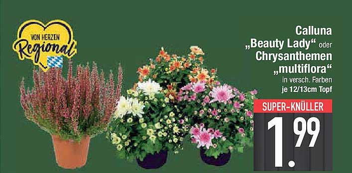 Calluna "Beauty Lady" oder Chrysanthemen "multiflora"