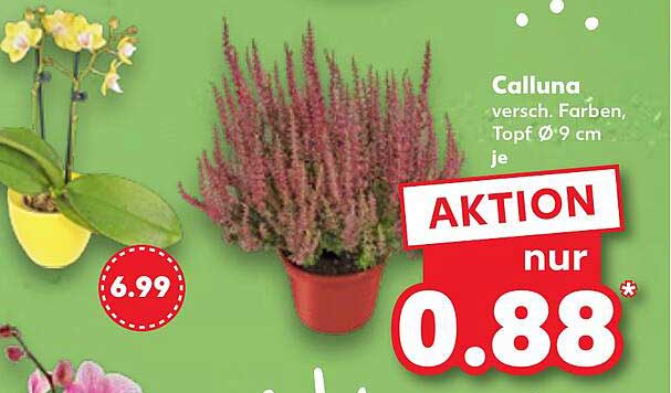 Calluna in verschiedenen Farben, Topf Ø 9 cm