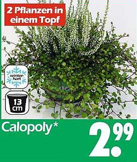 Calopoly - 2 Pflanzen in einem Topf