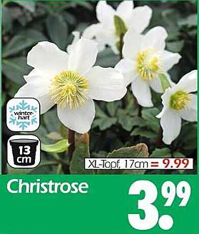 Christrose im 13 cm Topf für 3,99 €