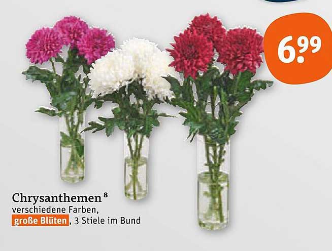 Chrysanthemen - verschiedene Farben, große Blüten, 3 Stiele im Bund